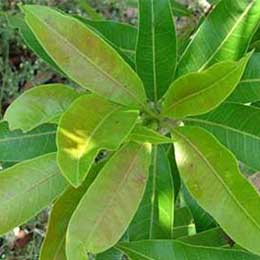 Leaves with deficiency