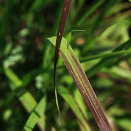 Nutrient deficiency in leaves