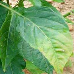 Deficient chilli leaves