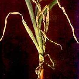 Leaves with distorted growth due to deficiency
