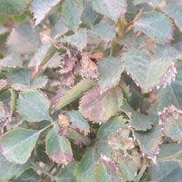 Rose plant with deficient leaves