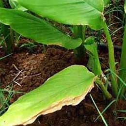 Nutrient deficiency in leaves