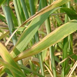 Nutrient deficiency in leaves