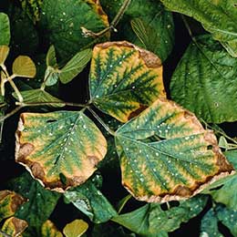 Nutrient deficiency in leaves