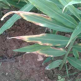 Leaves showing deficiency