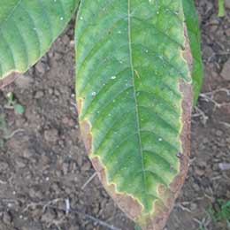 Nutrient deficiency in leaves