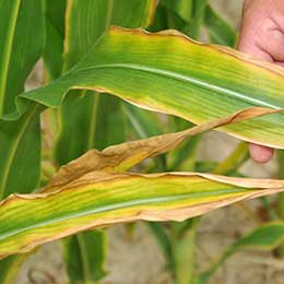 Leaves showing deficiency