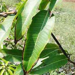 Leaves with deficiency