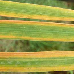 Nutrient deficiency in leaves