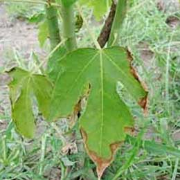 Nutrient deficiency in papaya leaves