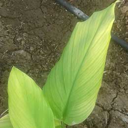Nutrient deficiency in leaves