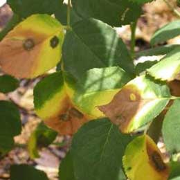 Rose plant with deficient leaves