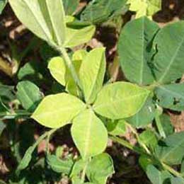 Leaves showing deficiency