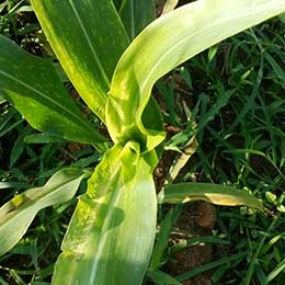Leaves showing deficiency