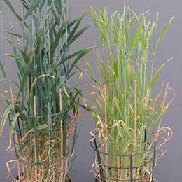 Nutrient deficiency in leaves