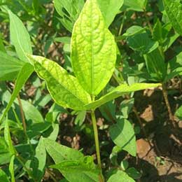 Nutrient deficiency in leaves