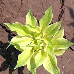 Nutrient deficiency in leaves