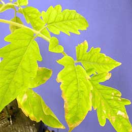 Nutrient deficiency in leaves