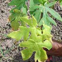 Nutrient deficiency in papaya leaves