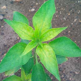 Leaves showing deficiency