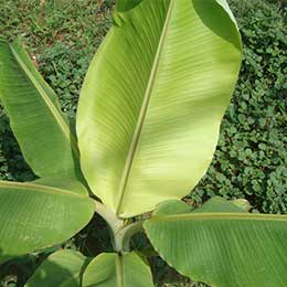 Banana Leaf with deficiency