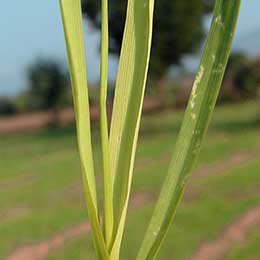 Nutrient deficiency in leaves