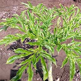 Nutrient deficiency in leaves