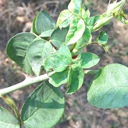 Deficient leaves in Rose