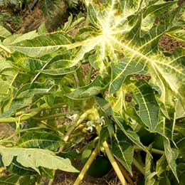 Nutrient deficiency in papaya leaves