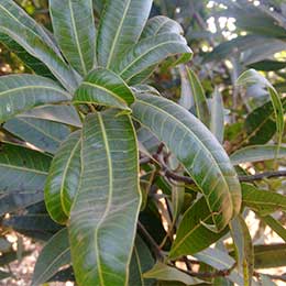 Leaves showing deficiency