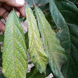 Nutrient deficiency in leaves