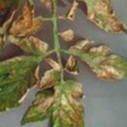 Nutrient deficiency in leaves