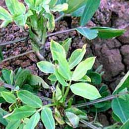 Leaves showing deficiency
