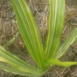 Leaves showing deficiency