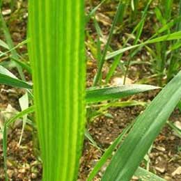 Nutrient deficiency in leaves