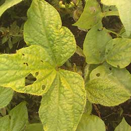 Nutrient deficiency in leaves