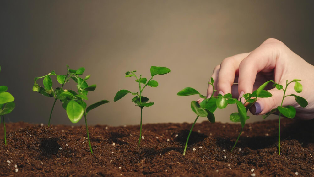 Enhancing Plant Growth with Organic Liquid Fertilizers in Hydroponics: A Journey into Sustainable Agriculture